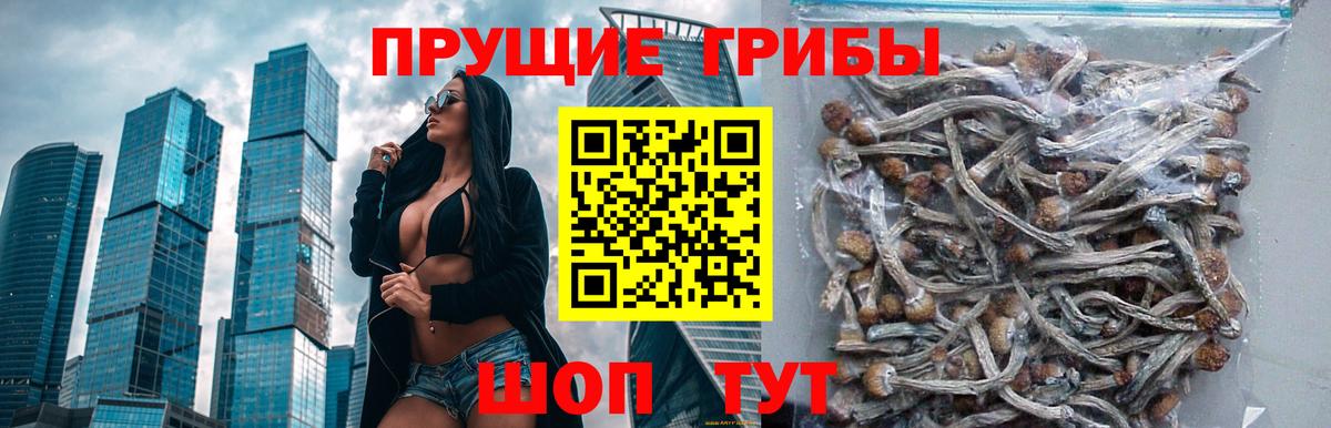 Псилоцибиновые грибы прущие грибы Дедовск