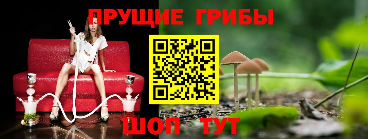 Дедовск  Псилоцибиновые грибы Psilocybine cubensis  Псилоцибиновые грибы Cubensis  Вход с VPN 